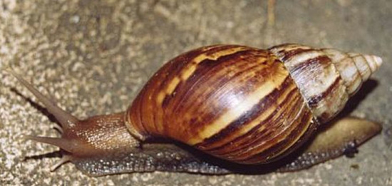 非洲大蜗牛吃农作物危险大美国农业部向其宣战