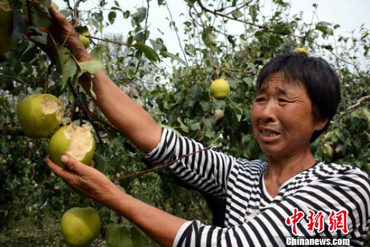 河北曲阳遭受严重雹灾 万亩梨园全部绝收(图)|