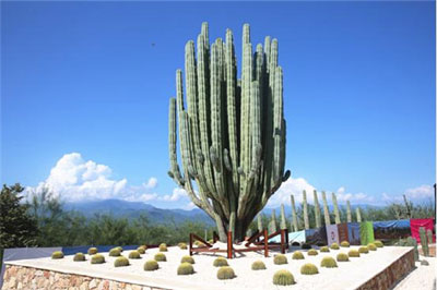 探访永恒的春天|墨西哥|墨西哥州