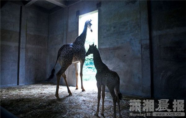 9月3日，長沙生態動物園，鹿寶寶跟著鹿媽媽 圖/瀟湘晨報記者 蔣麗梅