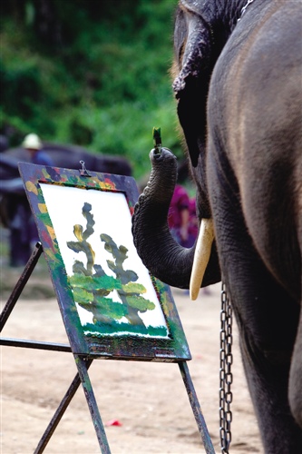 一头大象,两种人生|游客|旅行社