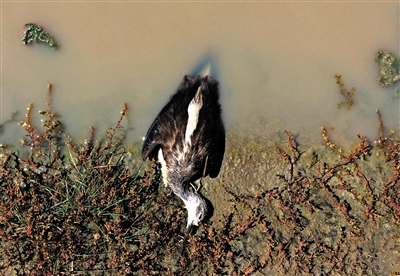 珍禽离奇死亡之谜|排污口|排污