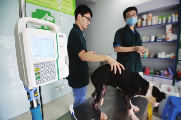 宠物看病 收费没谱|宠物|医生