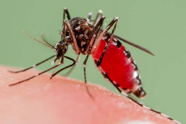 杀人蚊入侵英国或传播致命疾病图