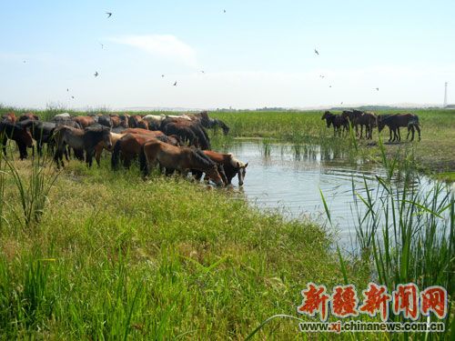 新疆博湖县出台优惠政策鼓励农牧民养殖马匹|