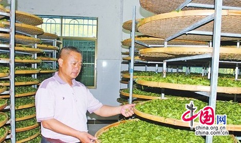 曾凡锦正在查看冷处理中的茶叶。    潘俊宇 摄