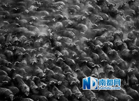 2007年6月-8月,赞比亚的卡富埃国家公园。乘坐热气球比较容易靠近非洲野水牛群,但是也存在一个危险,即必须要在很早时飞行,否则就会卷入地面腾起的热气流。
