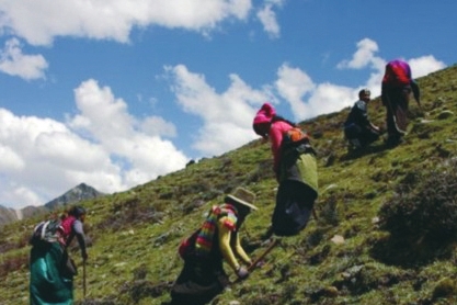 正宗那曲虫草99元\/克 周六合肥晚报社开抢|虫草