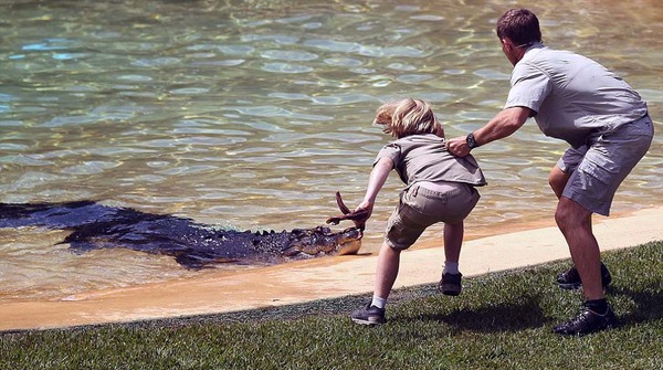 罗伯特进入父亲的澳大利亚动物园鳄鱼围栏中,与巨大鳄鱼面对面对峙.