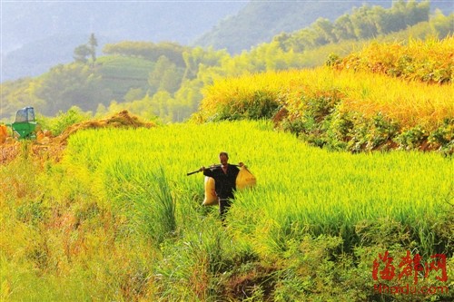 念山梯田 漫山铺金秋收忙|水稻|粮食