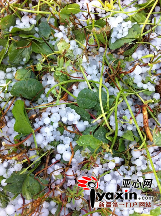 阿勒泰市民拍摄的图片。