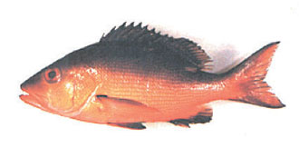 吃大型鱼要小心:7人分吃1大鱼 上吐下泻急送医