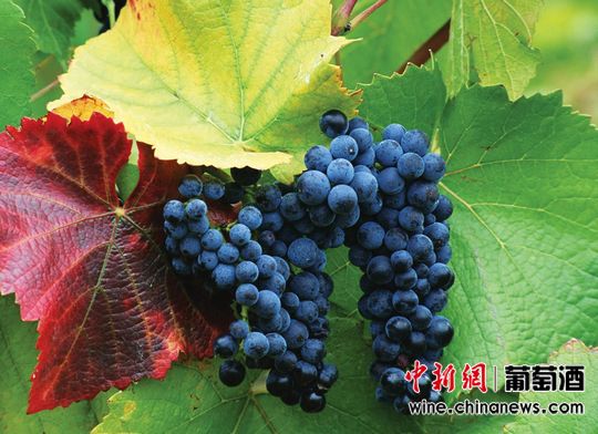 智利将迎来发现佳美娜20周年(图)|葡萄酒|张裕