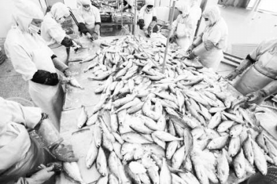 大黄鱼加工厂▲