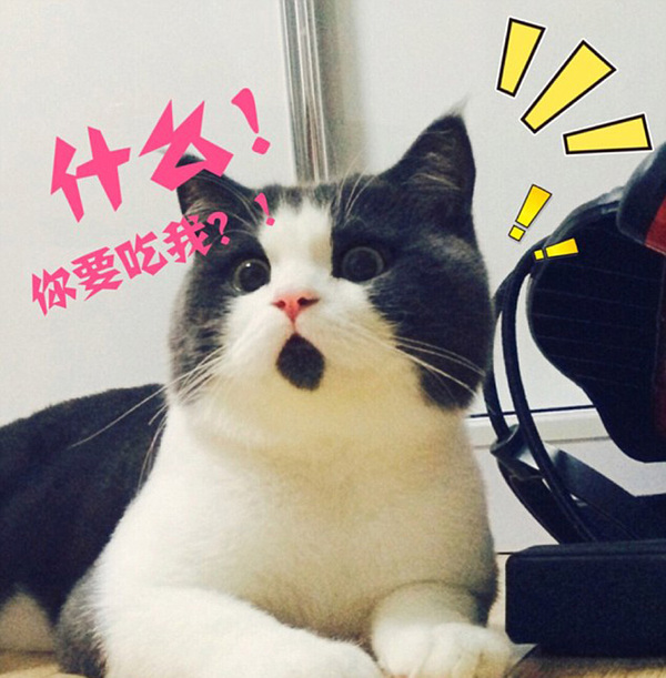 11岁的英国短毛猫“板野”获封“惊讶猫”称号。