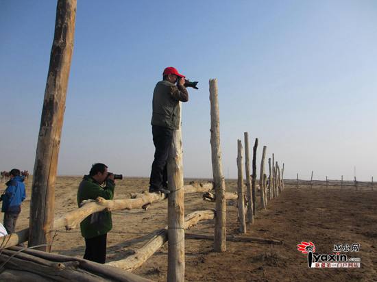 图为摄影师们在骆驼场取景拍摄 亚心网记者 赵笑学摄