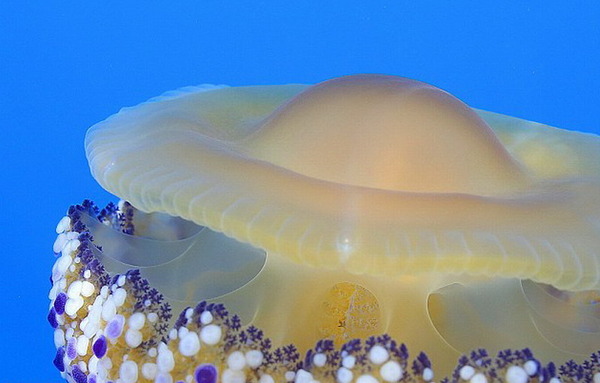 　　这种水母与煎蛋非常相似，甚至中间还能看到“蛋黄”（网页截图）