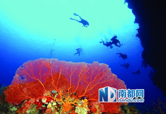 ●大鹏半岛周边分布着四大珊瑚礁群，以石珊瑚居多，还有少数软珊瑚及海葵等。