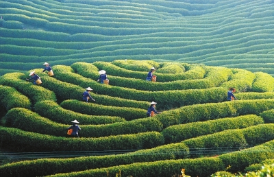 漳平永福高山茶园