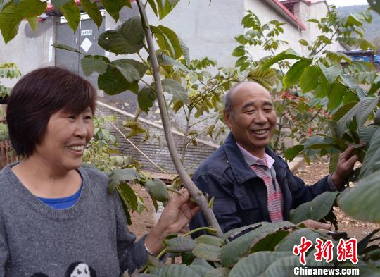 北京退休职工河北深山种核桃 看好京津冀协同发展