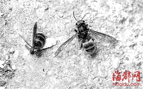 怎样捉马蜂最安全 d7291eab-a87e-4c0f-a624-951e5dd2210b.jpg