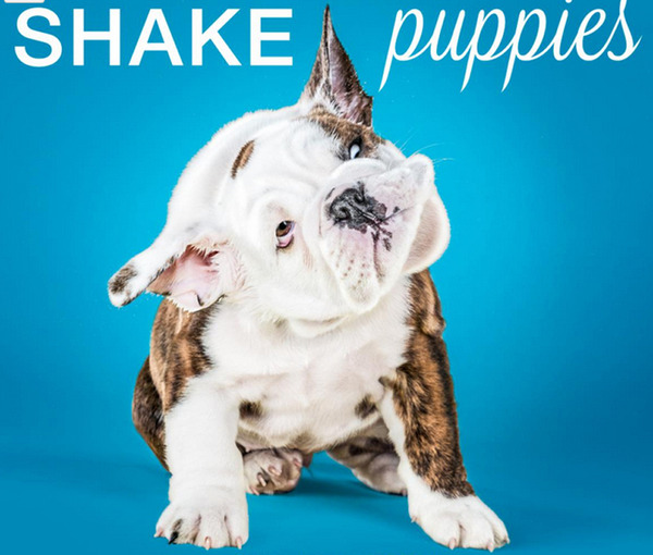 摄影师戴维森的新书的封面照上的小狗可爱至极，让人禁不住看下去。（网页截图）