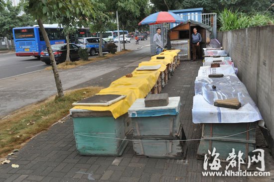 　　首山路人行道上，养蜂人摆蜂箱卖蜂蜜