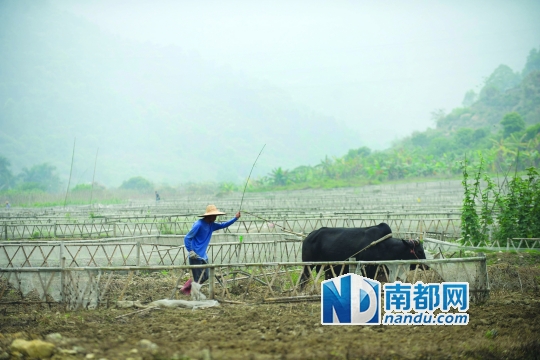 深圳市郊一块菜地,一位农夫用牛在犁田.