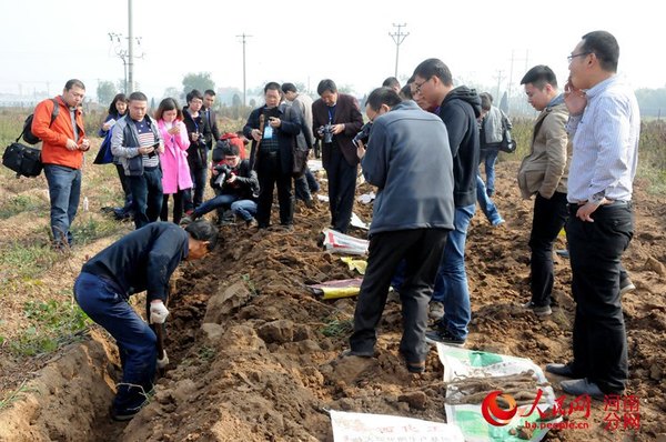 媒体实地探访山药采挖过程艰辛