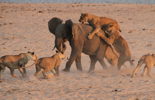 　　这场大战发生在日落时分，当时大象努力保持移动，尽管狮子不断抓咬它。
