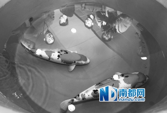 他们准备发力观赏泥鳅|锦鲤|休闲