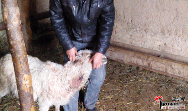 斯潘·伊利斯别克心痛地查看羊脖子上的伤口。图/姚雯雯提供
