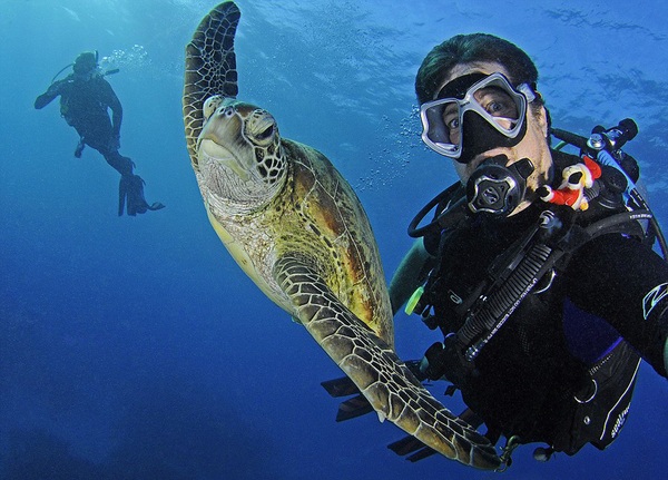 海龟视频动物 23b94fa1-ab40-4cf7-b95a-18aef5fcf895.jpg