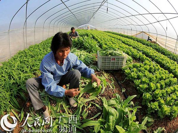 11月14日，在广西柳州市菜篮子工程示范基地柳城县太平镇中阳屯，当地菜农在大棚里采收蔬菜。