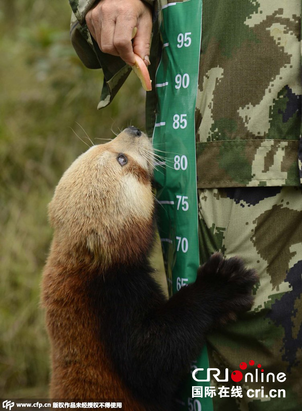 2014年11月16日，云南普洱太阳河国家森林公园，工作人员对固定栖息地的部分动物进行本底数据采集。图为小熊猫测身高。图片来源：CFP