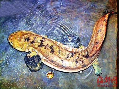 娃娃鱼（资料图）