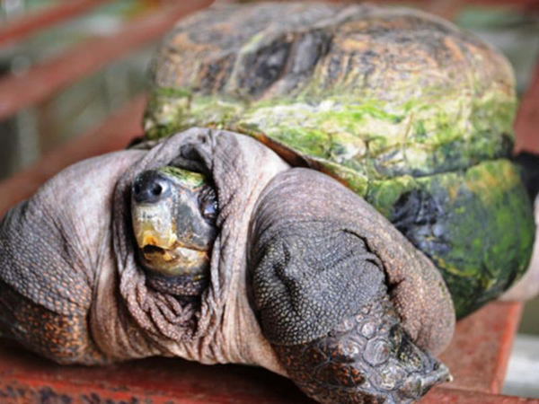 乌龟重达2公斤的躯体“蜗居”在小小的龟壳中，看上去极不相称。