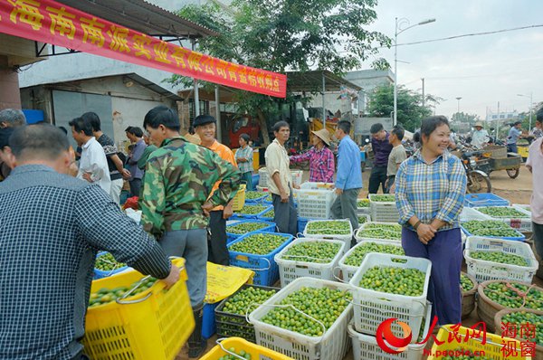 果农们聚集在青金桔收购点