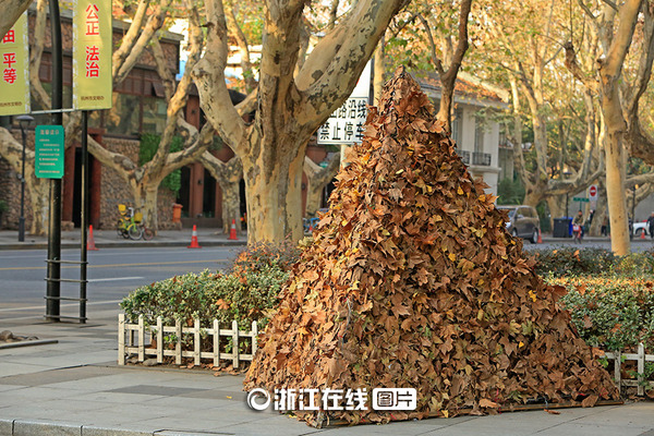 落叶"金字塔"成杭州街头一景|美院|雕塑系_凤凰资讯图片