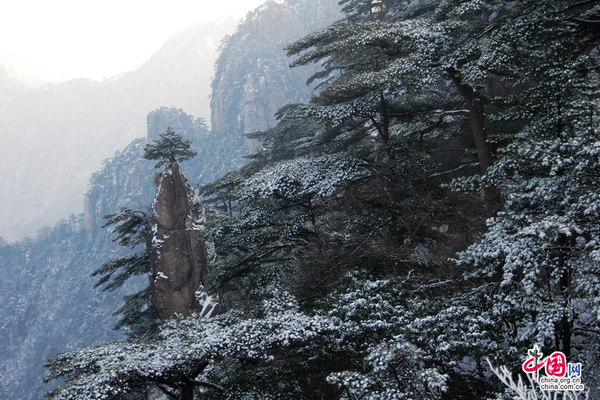 黄山盛雪期  王辉 摄