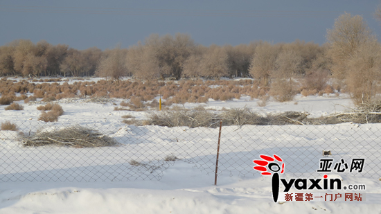 轮南镇胡杨林内已被积雪银装素裹。