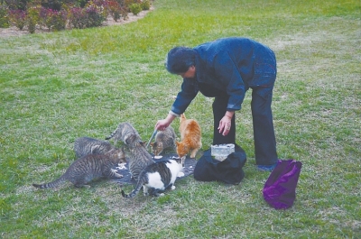 ①15年来,每天张奶奶坚持给流浪猫喂食。
