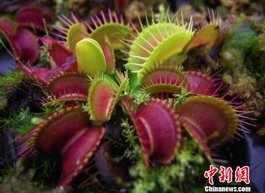 宝贝捕蝇草 吴洪 摄