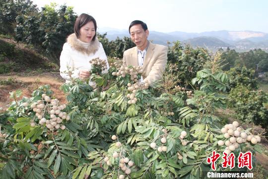 冬季龙眼在广东德庆培育成功 打破龙眼常规种