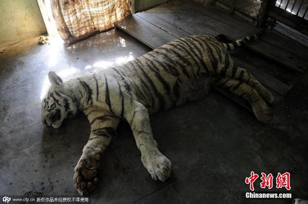 印度三岁白虎勇斗眼镜蛇不幸死亡|白虎|印度