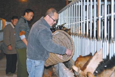 翟和平正在给山羊喂食。