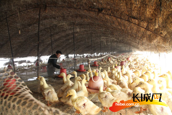 肃宁县东发养殖合作社为社员二次返利分红32