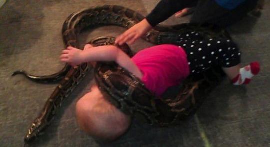 　　美国父亲让巨蟒和女儿们共舞（视频截图）