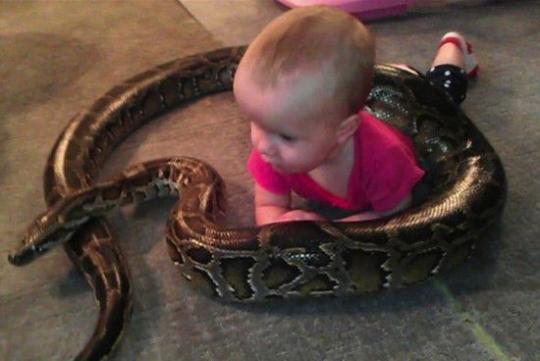 　　美国父亲让巨蟒和女儿们共舞（视频截图）