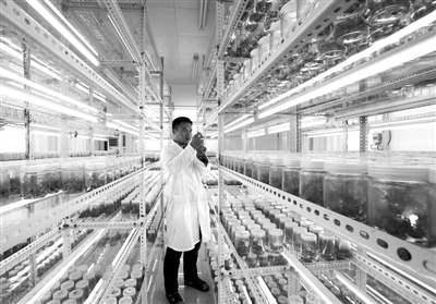 　　广西融安县林场技术人员检查林木幼苗。新华社发